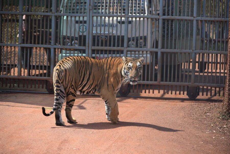 From Delhi: 2-Day Jim Corbett Tiger Safari Tour By Car - Key Takeaways Before You Go