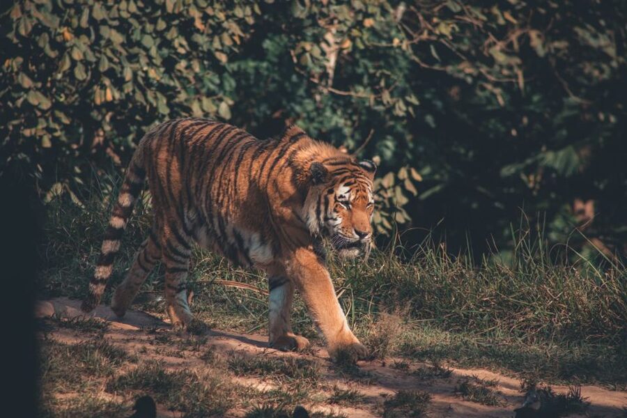 From Delhi: 2-Day Jim Corbett Tiger Safari Tour By Car - The 48-Hour Plan: Ram Nagar, Two Safaris, and Tight Timing