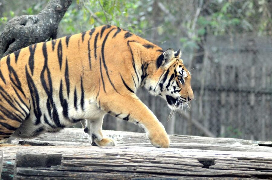 From Delhi: 2-Day Jim Corbett Tiger Safari Tour By Car - Afternoon Safari Day 1: Private Jeep Wildlife Time From the Ram Nagar Base