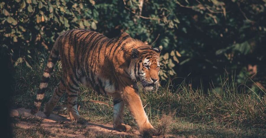 From Delhi: 2-Day Jim Corbett Tiger Safari Tour By Car - Morning Safari Day 2: Why the 5 AM Start Changes Everything