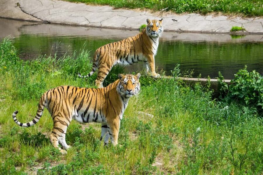 From Delhi: 3-Day Ranthambore Tiger Safari Tours India - Key Takeaways Before You Go