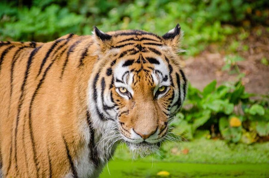 From Delhi: 3-Day Ranthambore Tiger Safari Tours India - Should You Book This Delhi-to-Ranthambore Tiger Safari?