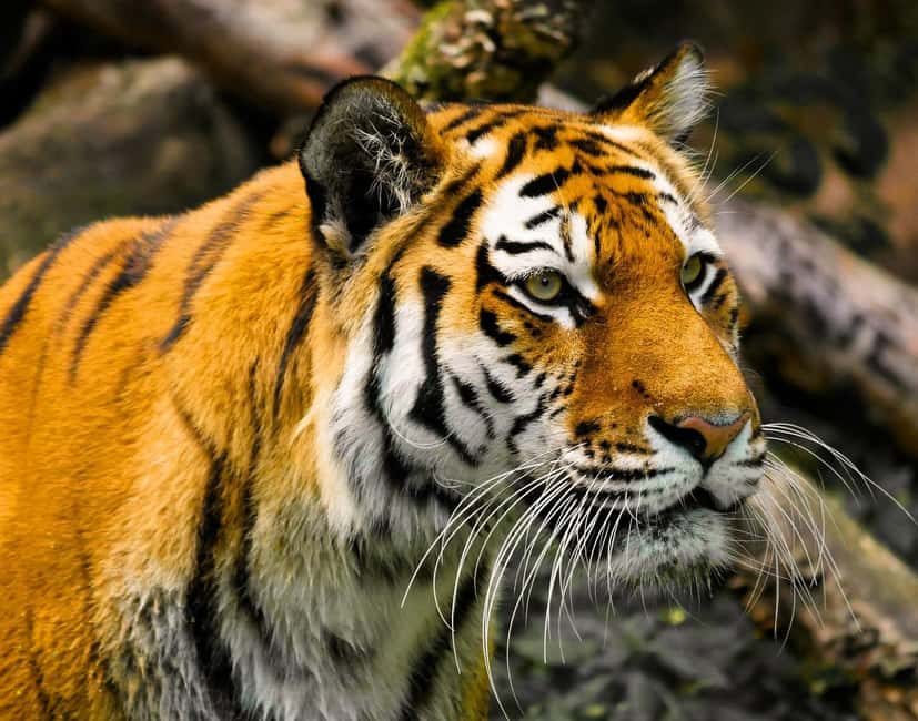 From Delhi: 3-Day Ranthambore Tiger Safari Tours India - Why Ranthambore Fits a 3-Day Tiger Safari From Delhi