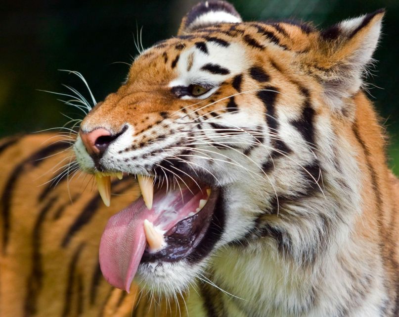 From Delhi: 3-Day Ranthambore Tiger Safari Tours India - Safari Drives With the Forest Department: How Your Guide Helps