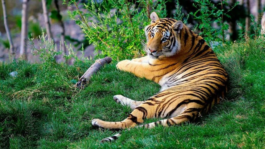 From Delhi: 3-Day Ranthambore Tiger Safari Tours India - What Those 4-Star or 5-Star Hotel Breaks Really Do
