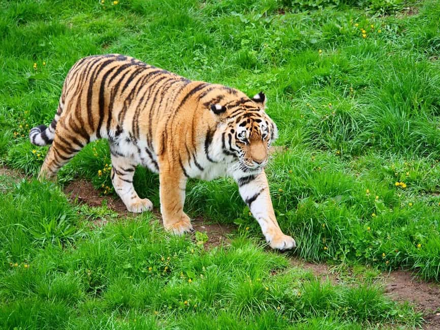 From Delhi: 3-Day Ranthambore Tiger Safari Tours India - Timing, Clothing, and Small Rules That Make a Big Difference