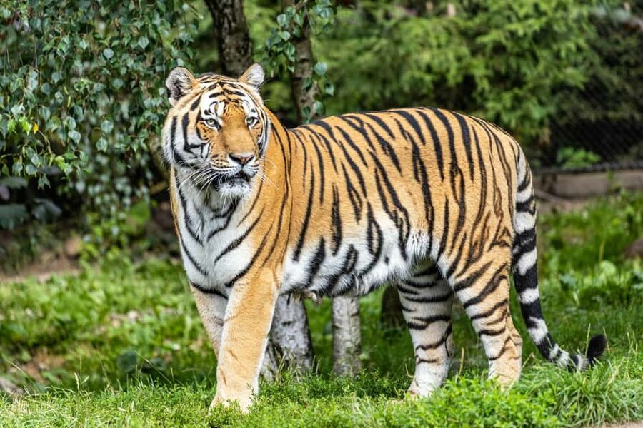 From Delhi: 3-Day Ranthambore Tiger Safari Tours India - Price and Value: Is $392 Worth It?