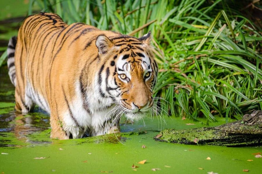 From Delhi: 3-Day Ranthambore Tiger Safari Tours India - Booking Reality: What Flexibility Looks Like Here
