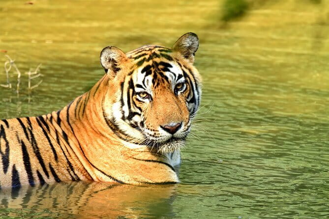 From Delhi: 4 Day Golden Triangle and Tiger Safari Private Tour - Key things to know before you go