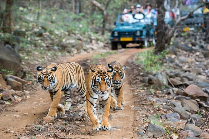 From Delhi: 4 Day Golden Triangle and Tiger Safari Private Tour - Jaipur monuments without the stress: Amer Fort, City Palace, Hawa Mahal, Jantar Mantar