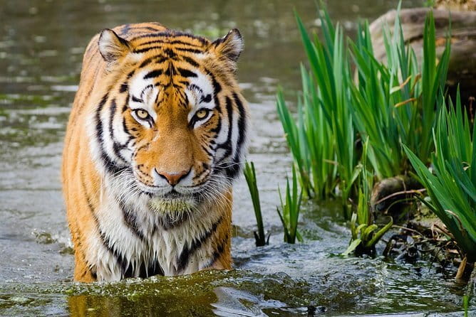 From Delhi: 4 Day Golden Triangle and Tiger Safari Private Tour - What the private format really buys you: AC car, language guide, and named help