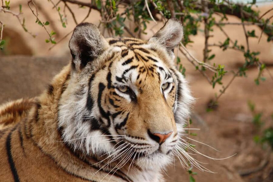From Delhi: 4-Day Golden Triangle & Ranthambore Guided Tour - Key things you’ll notice on this 4-day route