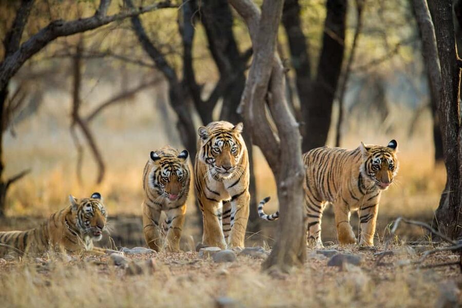 From Delhi: 4-Day Golden Triangle & Ranthambore Guided Tour - Guides and Drivers: why this tour feels safe and smooth