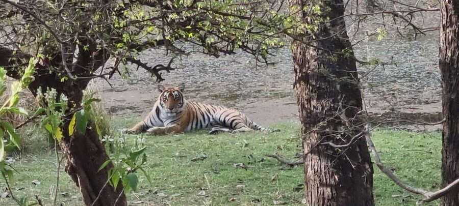From Delhi: 4-Day Golden Triangle & Ranthambore Guided Tour - Tiger reality check: Ranthambore is a wildlife reserve, not a photo studio