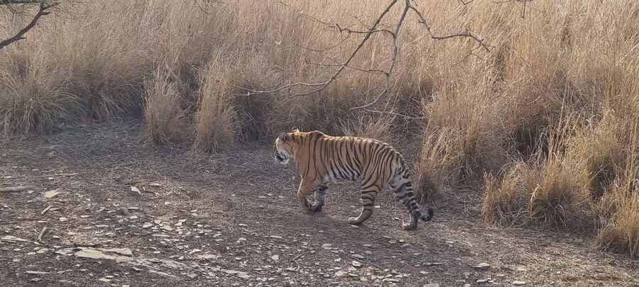 From Delhi: 4-Day Golden Triangle & Ranthambore Guided Tour - Day 1 in Delhi: Jama Masjid, Chandni Chowk rickshaw, and the city’s power points