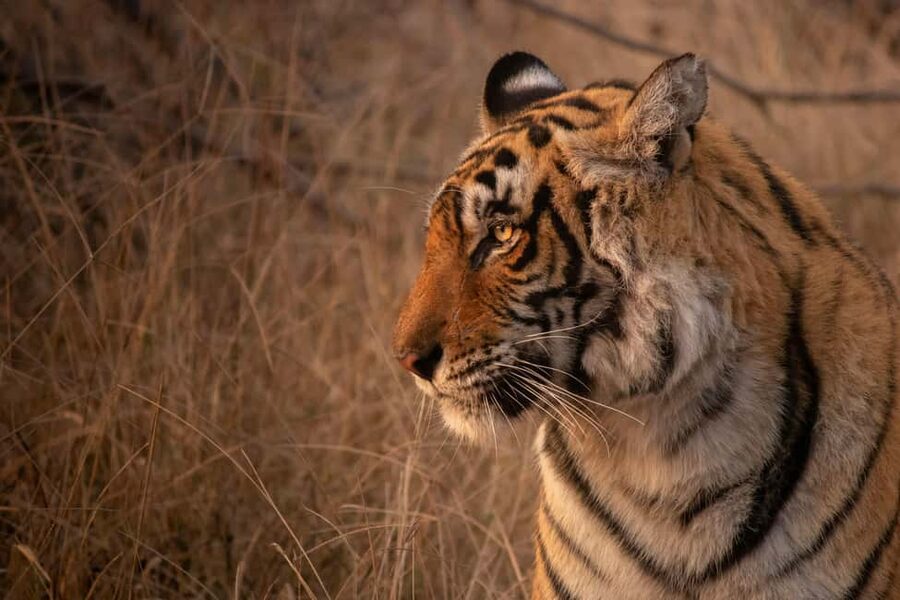 From Delhi: 4-Day Golden Triangle & Ranthambore Tiger Safari - Is This $290 Golden Triangle + Ranthambore Tour Good Value?