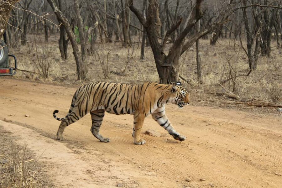 From Delhi: 4-Day Golden Triangle & Ranthambore Tiger Safari - Day 2: Sunrise Taj Mahal + Agra Fort for the Right Kind of Magic