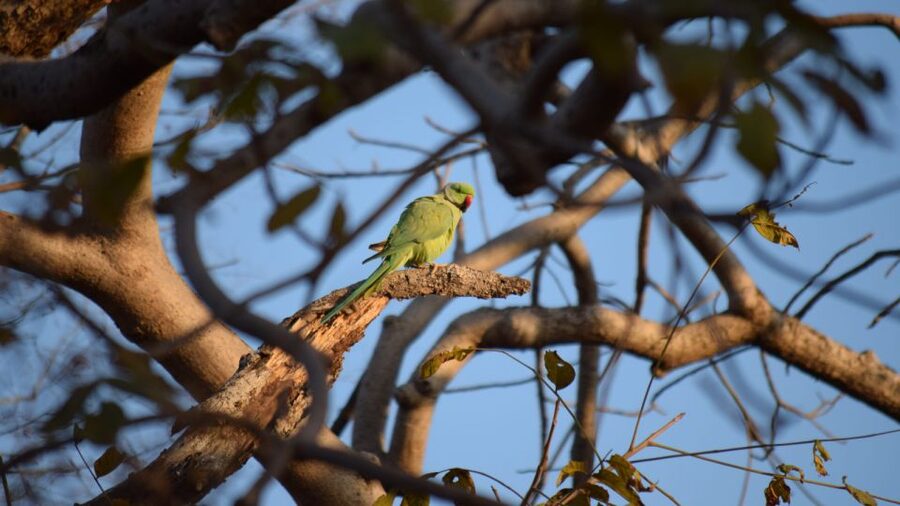 From Delhi: 4-Day Golden Triangle & Ranthambore Tiger Safari - The Ranthambore Transfer: Morning in Agra, Wildlife Energy Next