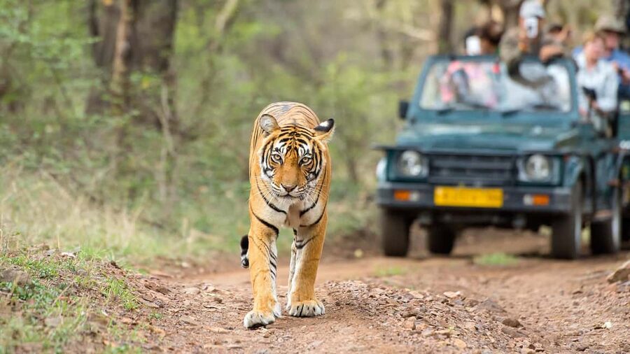 From Delhi: 4-Day Golden Triangle Tour with Tiger Safari - Key Highlights That Matter on the Ground