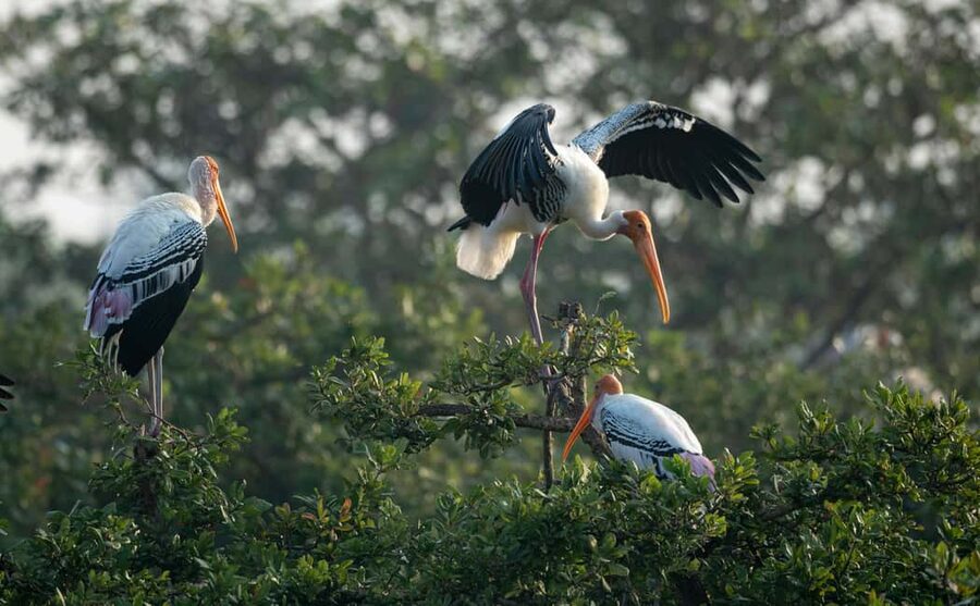 From Delhi: 5 Day Golden Triangle, Safari, & Bird Sanctuary - Sunrise Taj Mahal in Agra: why the timing matters