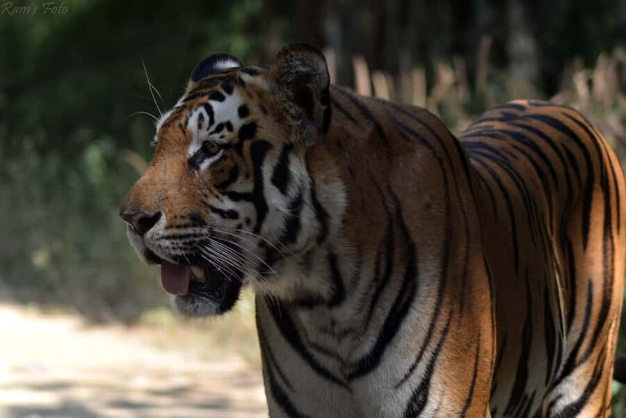 From Delhi: 5 Day Golden Triangle, Safari, & Bird Sanctuary - Jaipur day: Amber Fort, Hawa Mahal, City Palace, Jantar Mantar