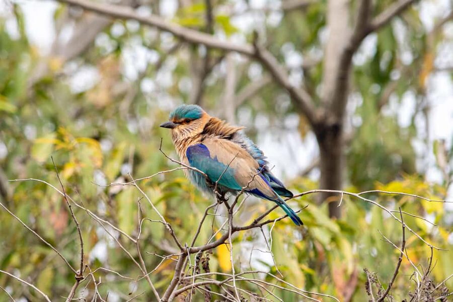 From Delhi: 5 Day Golden Triangle, Safari, & Bird Sanctuary - Day 1 in Delhi: Jama Masjid, Chandni Chowk, temples, then Agra