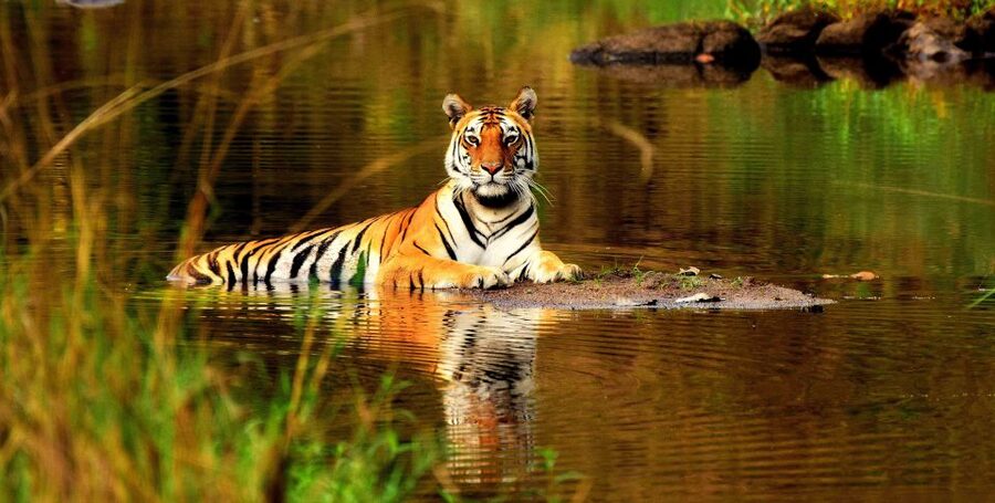 From Delhi: 5-Day Tiger Safari & Golden Triangle Tour - Day 1: Delhi’s Monument Mix, Then the Drive to Agra