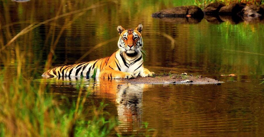 From Delhi: 5-Day Tiger Safari & Golden Triangle Tour - Day 5: Amber Fort Again and the Return to Delhi