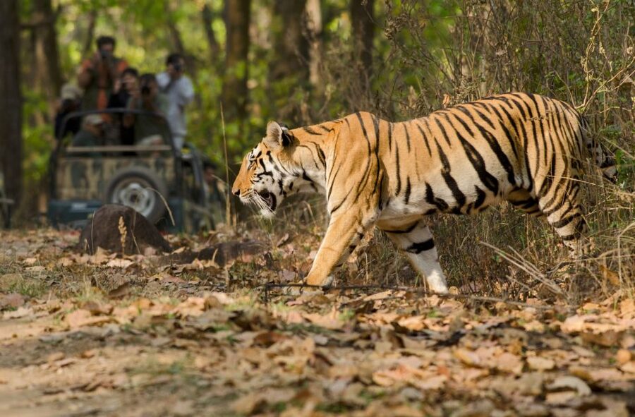 From Delhi: 5-Day Tiger Safari & Golden Triangle Tour - Hotels and Comfort Levels: Where You’ll Feel the Difference
