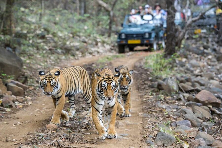 From Delhi: 6-Day Golden Triangle Tour with Ranthambore - Why This Golden Triangle Adds Ranthambore Tigers