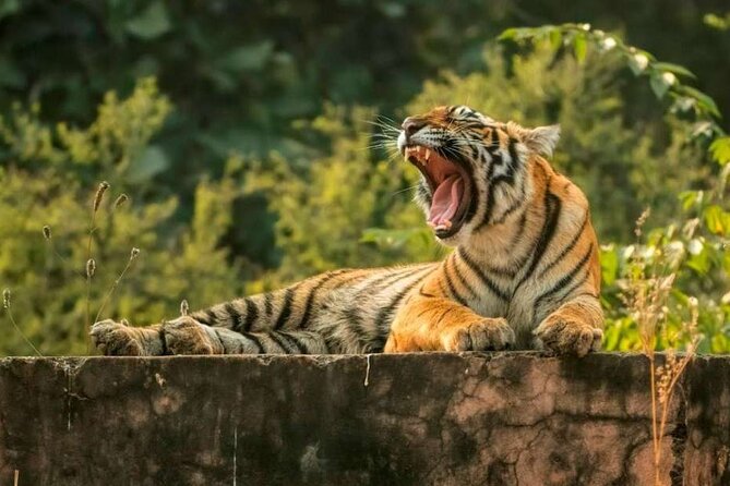 From Delhi : 6 Days Delhi, Jaipur, Agra & Ranthambore By Car - Key things that make this trip work