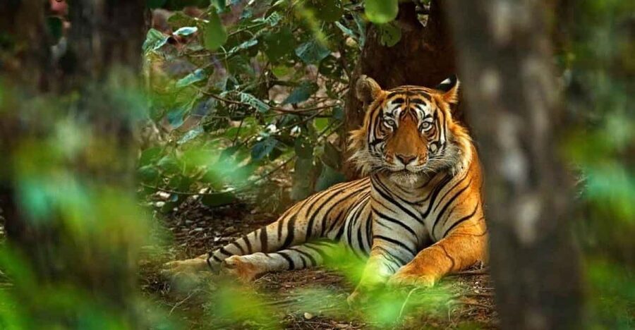 From Delhi: Ranthambore National Park Day Trip with Safari - Key things I’d watch for
