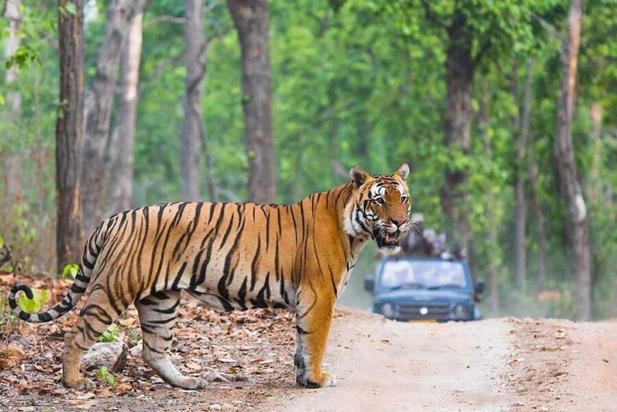 From Delhi: Ranthambore National Park Day Trip with Safari - The one-day schedule from Delhi is long, so plan like a local