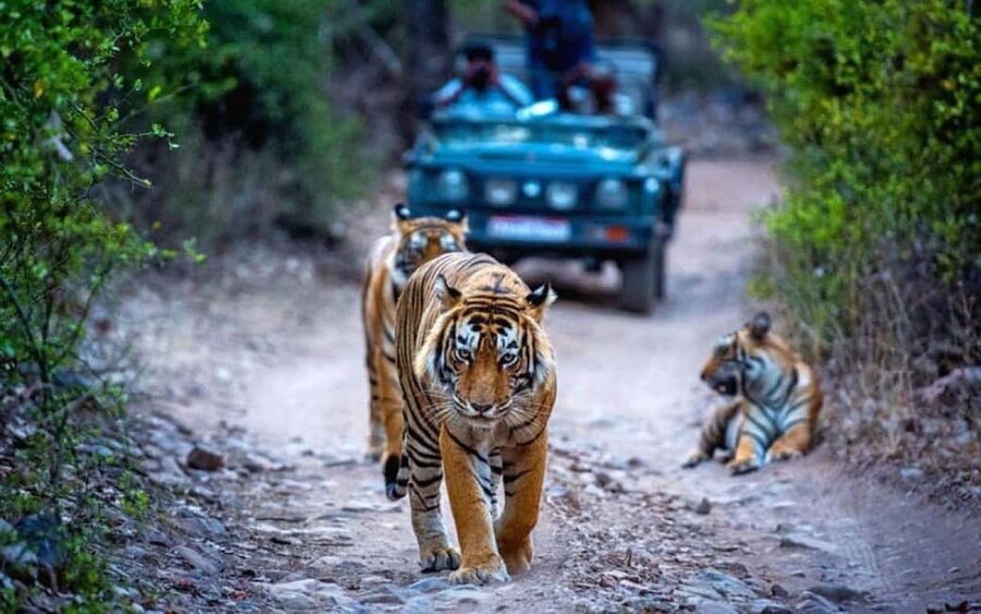 From Delhi: Ranthambore National Park Day Trip with Safari - Safari stops that matter: Padam Talao, Rajbagh, and Malik Talao