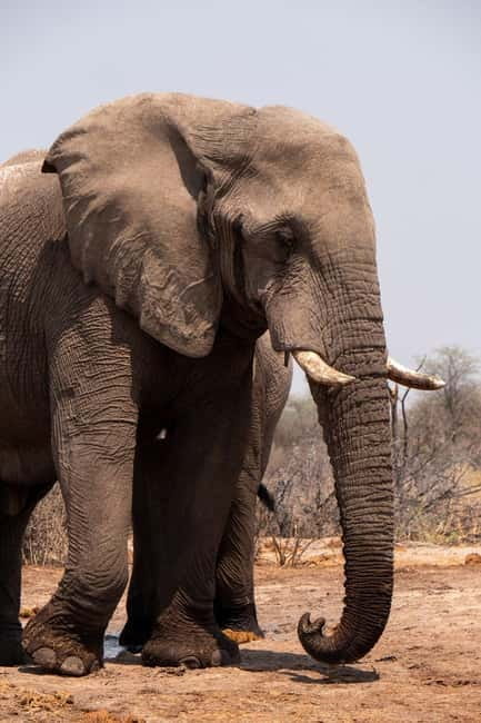 From Delhi: Taj Mahal Sunrise and Elephant Wildlife SOS Tour - Breakfast and Lunch Options: What’s Included and What You’ll Pay for
