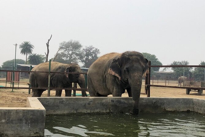 From Delhi: Taj Mahal Tour with Elephant Conservation Centre - Breakfast in Agra: a luxury stop that keeps the day moving
