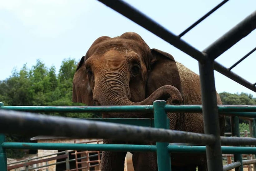 From New Delhi: Taj Mahal and Elephant Conservation Centre - Key highlights you’ll care about