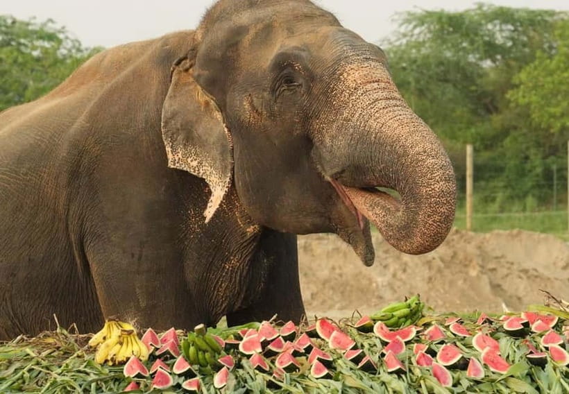 From New Delhi: Taj Mahal and Elephant Conservation Centre - Who this Taj Mahal + Elephant Center trip fits best