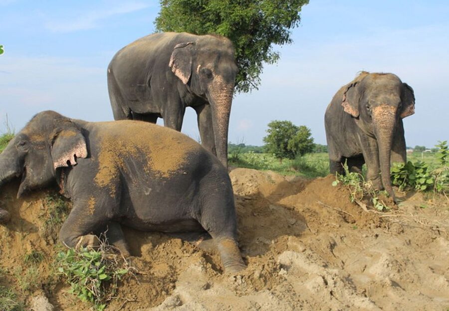 From New Delhi: Taj Mahal and Elephant Conservation Centre - Should you book this tour?