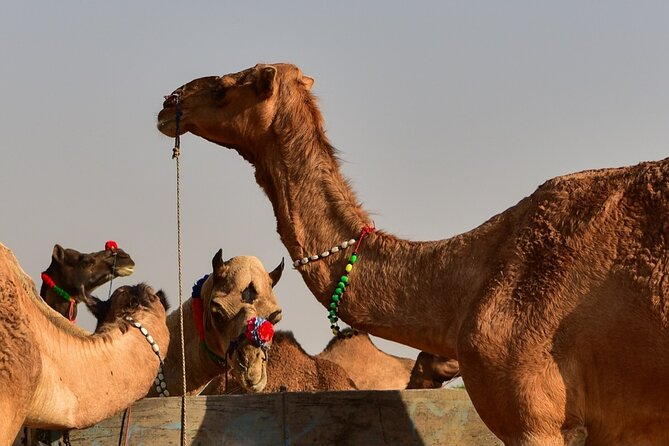 Golden Triangle Private Tour - Day 4 outside Jaipur: Chand Baori, Buland Darwaza, and Mehtab Bagh
