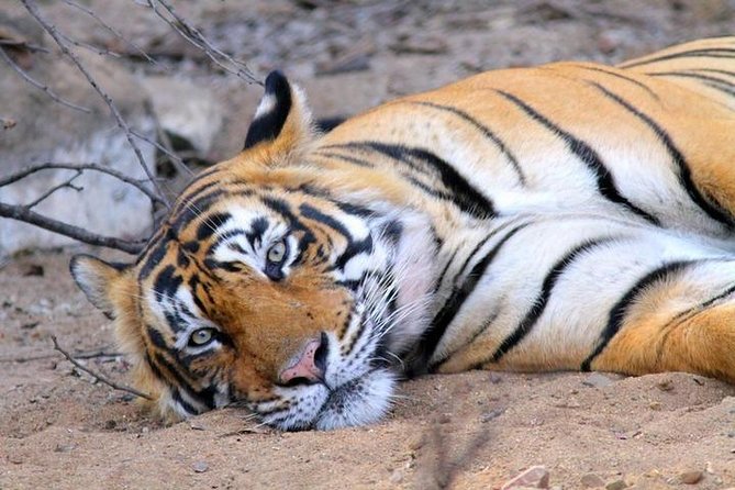 Golden Triangle tour with Ranthambore Jungle Safari - Taj Mahal at sunrise: why the timing is the value