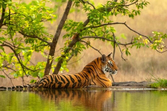 Golden Triangle Tour With Ranthambore (Viator Award Winner) - A 7-day Golden Triangle loop with real safari time