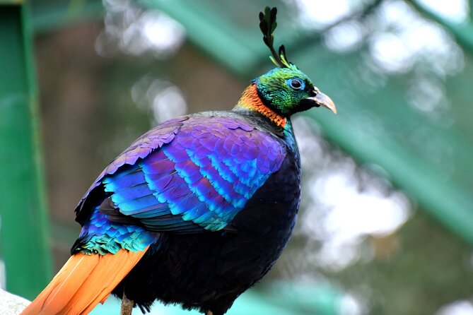 Manali Tour Package - Price and value around $89.91 per person (and what can add up)