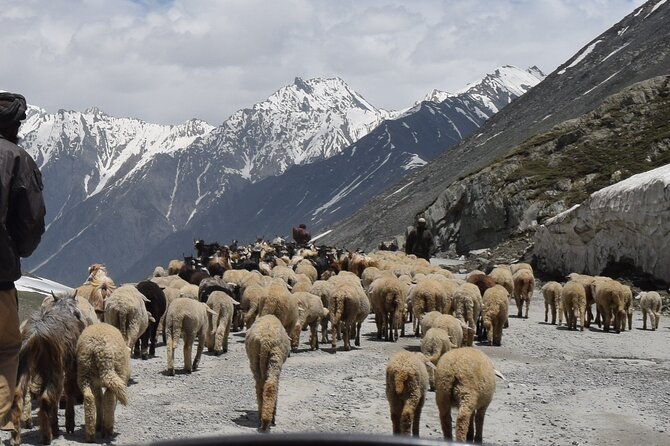 Manali Tour Package - Day 2 in Manali: Hadimba Temple plus Vashisht’s hot springs zone