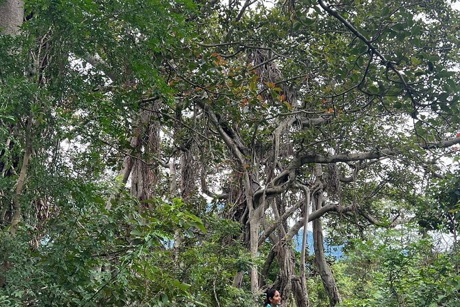 Moderate Himalayan Treks Near Rishikesh From Delhi - Who This Trip Fits Best (And Who Might Be Happier Elsewhere)