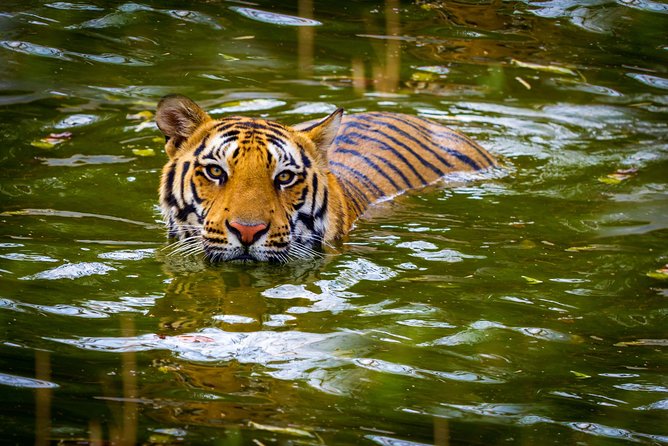 Private 2 Nights Short Escape To Jim Corbett - Key highlights worth your attention
