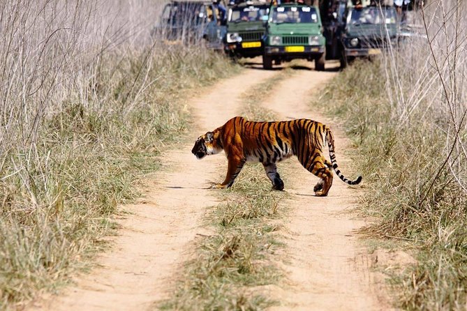 Private 2 Nights Short Escape To Jim Corbett - Jeep Safari Day: birds, tracks, and tiger odds in the morning