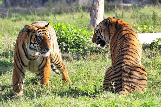 Private 4-Day Ranthambhore Tiger Safari Tour to Agra and Jaipur from Delhi - Delhi Pickup at 7:00 AM: The Smart Way to Start