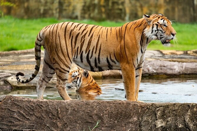 Private 4-Day Tiger Safari & Golden Triangle Tour from Delhi - Quick Hits Before You Book