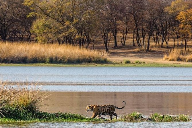 Private 5-Day Ranthambhore Tiger Tour from Delhi including the Taj Mahal, Agra and Jaipur - Hotels, meals, and the comfort reality of 5 days
